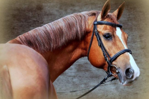 Pod astrachanem minibus wpadł na konia Pod astrachanem minibus wpadł na konia
